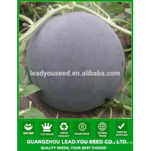 NW02 Wuyu F1 hybrid seeds dark green seedless watermelon seed